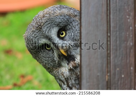 Great Grey Owl peeping from behind the wall