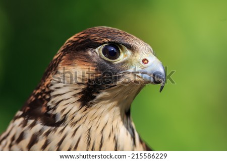 Peregrine Falcon close up