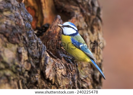 Eurasian blue tit looking for food in the tree hole