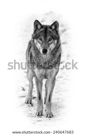Eurasian wolf black and white