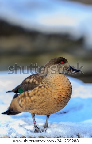 Patagonian crested duck snow walking