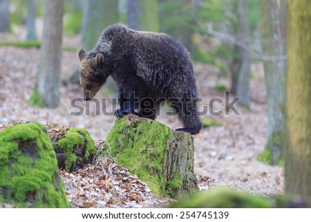 bear is posing