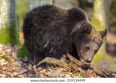 small brown bear trying to bite into the wood