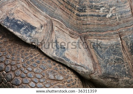 detail legs and turtle carapace elephant