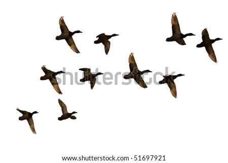 Duck Flock
