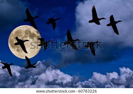 ducks in the sky with the moon