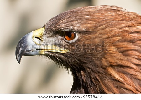 golden eagle head. head golden eagle close up