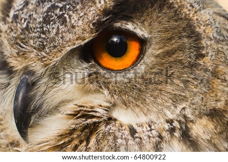 eye owl