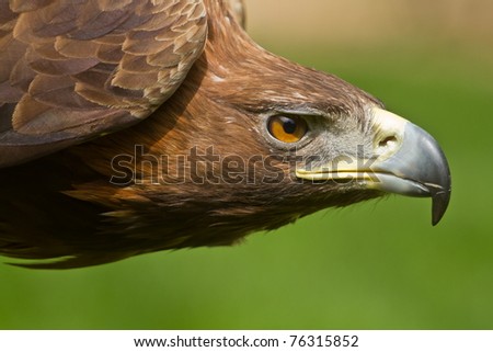golden eagle head. stock photo : golden eagle detail head