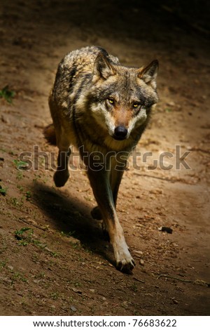 wolf coming out of darkness