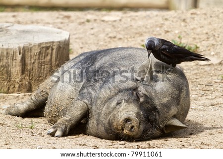sleeping pig on the head with a jackdaw