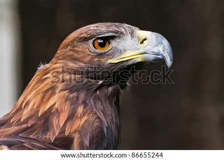 golden eagle female