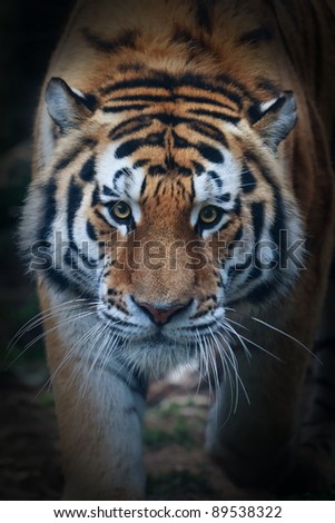 Siberian tiger face very close up