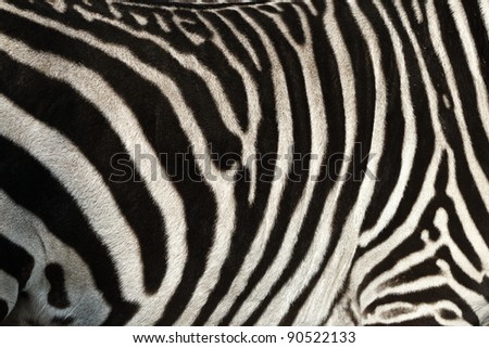 Zebra Skin Stock Photo 90522133 : Shutterstock