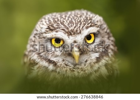 screech-owl in the green