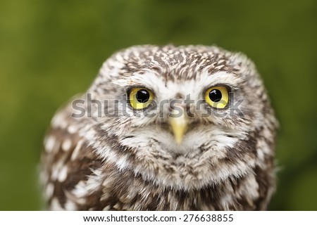 screech-owl with green background