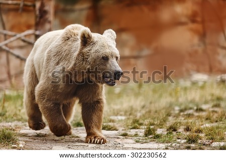 very nice Himalayan brown bear