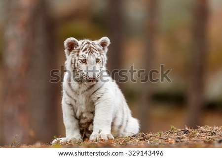 sitting cube white tiger