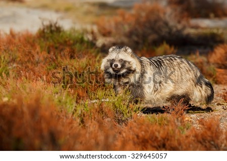 raccoon dog  in heather