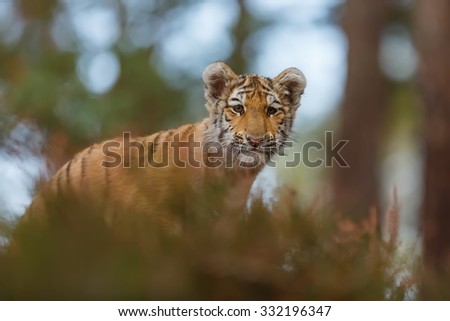 portrait tiger with back .light