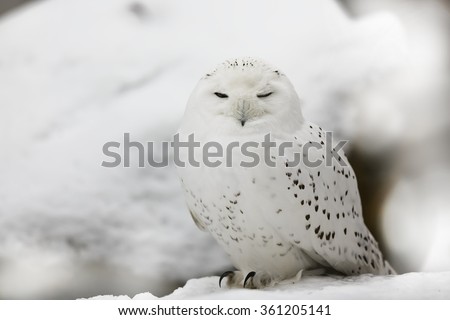 snowy owl nicely camouflaged in snow