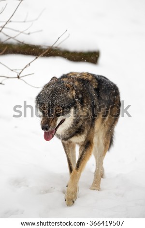 snowing wolf
