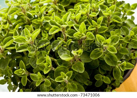 photo of fresh oregano plant on green glass table with yellow cloth