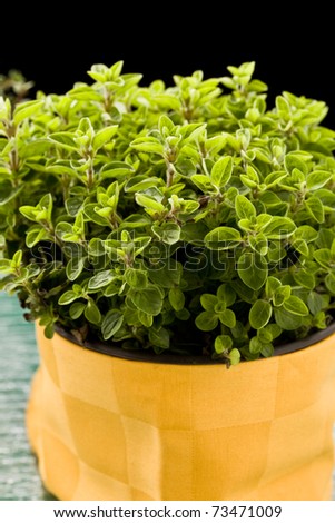 photo of fresh oregano plant on green glass table with yellow cloth