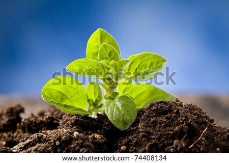photo of small growing oregano plant which is coming out of the earth