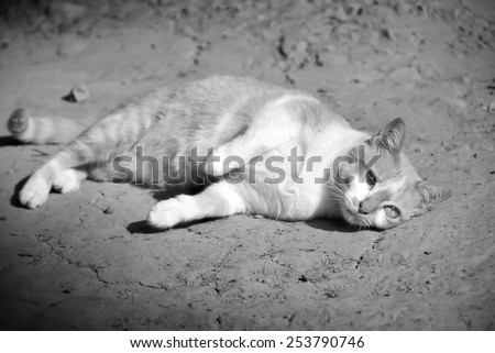 A cat with two colored eyes sleeping on the ground in a sunny day in black and white