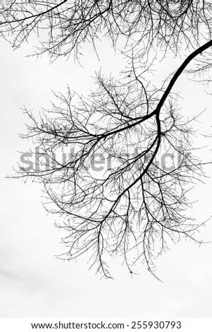 Isolated tree with no leaf in winter in black and white