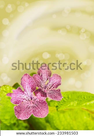 background, Congratulations!, Happy birthday! pink flowers on a green background