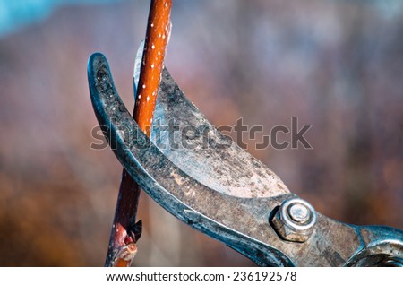 Gardening scissors cutting a branch.