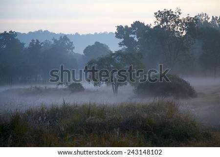 Misty Landscape in Indian Tiger Reserve at Dawn