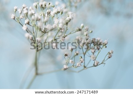 Baby\'s Breath Close up Blue and White