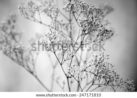 Baby\'s Breath Black and White