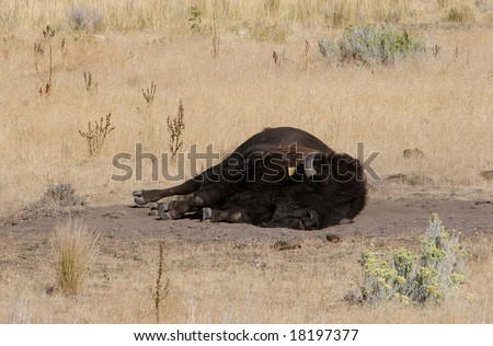 American Bison lays sleeping on the dusty desert plain.