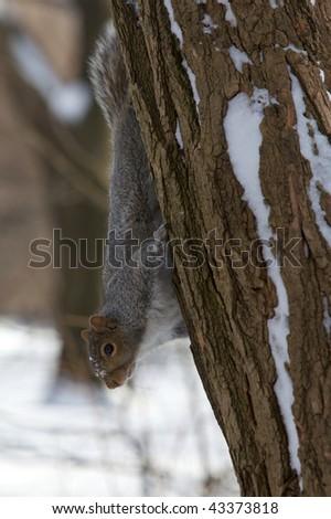 Jack Frost is nipping at this squirrel!  Hanging from a tree in New York City\'s Central Park after an intense search for the nuts he buried somewhere under the freshly fallen snow.