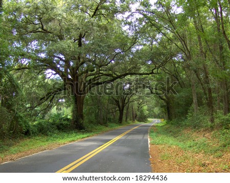 Canopy road in the deep South