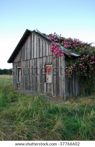 Pioneer Home Overgrown With Roses, Dexter, Oregon