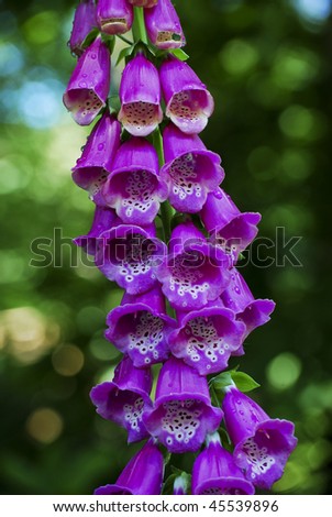 purple foxglove