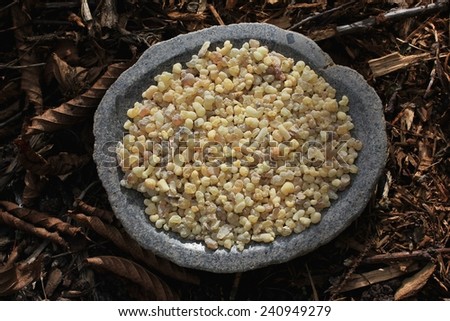 Frank Incense drops (olibanum gummi from ethiopia) in a stone bowl with a forest soil (bark mulch, leafs) background