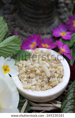Yellow Frank Incense drops (olibanum gummi from Ethiopia) in a stone bowl ritual offering to the god buddha with different spring flowers and leaves (primrose, daffodil, blood sorrel, ...)
