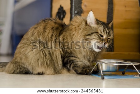 Cat eating cat-food, sitting on the floor by itÃ?Â´s bowl.