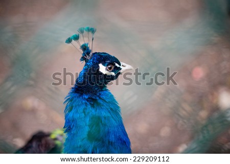 Peacock / the peacock / the peacock blue
