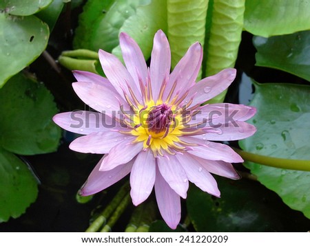 Purple lotus with golden pollens