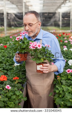 Cheerful old florist is holding two flowerpots at greenhouse. He is smelling flower with pleasure and smiling. The man is standing in apron