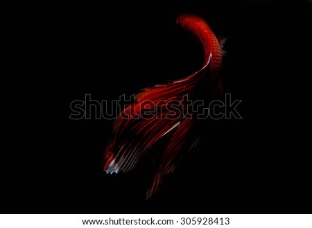 Capture closed up the moving moment of red siamese fighting fish isolated on black background. Betta fish