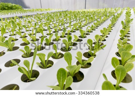 Cos Lettuce, Hydroponics method of growing plants using mineral nutrient solutions, in water, without soil. Close up planting hand Hydroponics plant