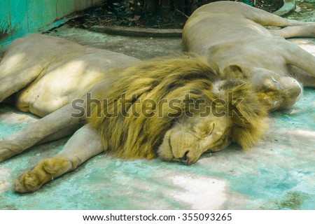 The lions sleep during the day